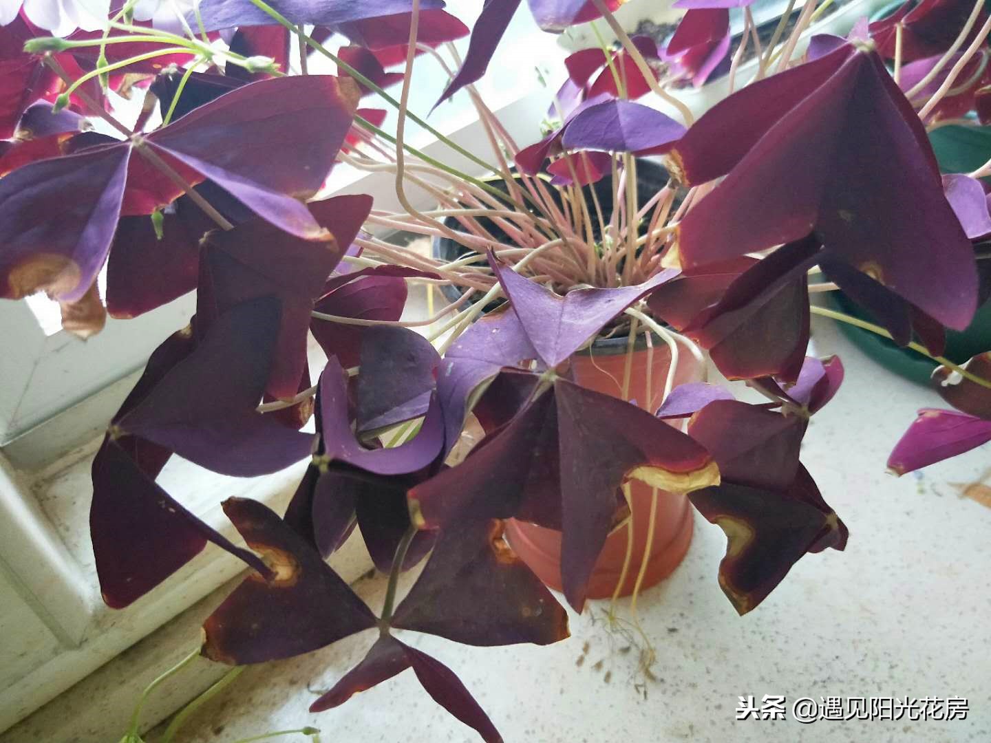 紫叶酢浆草入冬后可以晒太阳吗,紫叶酢浆草叶子发黑怎么办