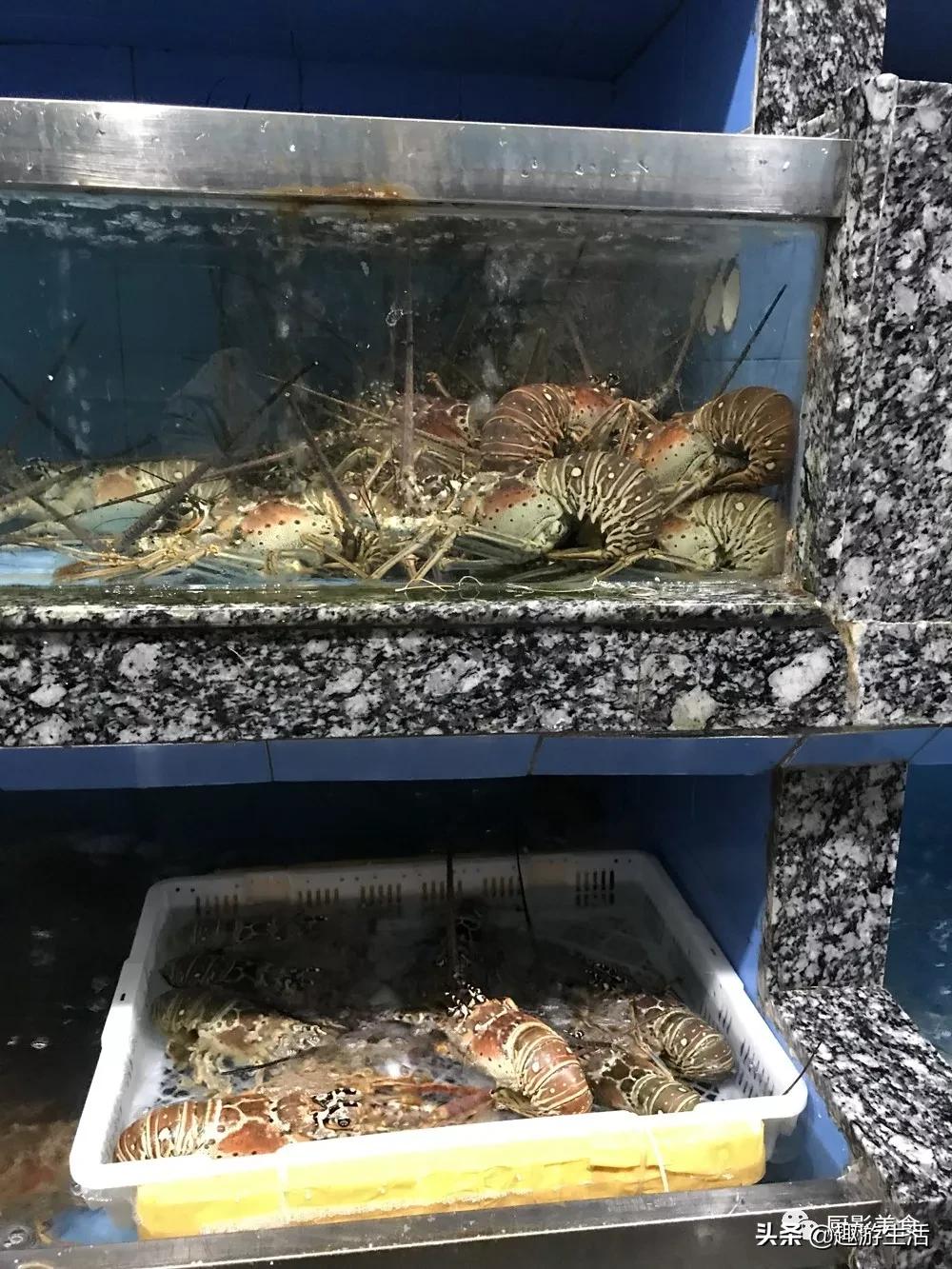 世界上的各种龙虾,世界上最大龙虾