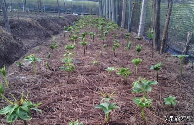 收购纯野生七叶一枝花,现在野生的七叶一枝花很少见