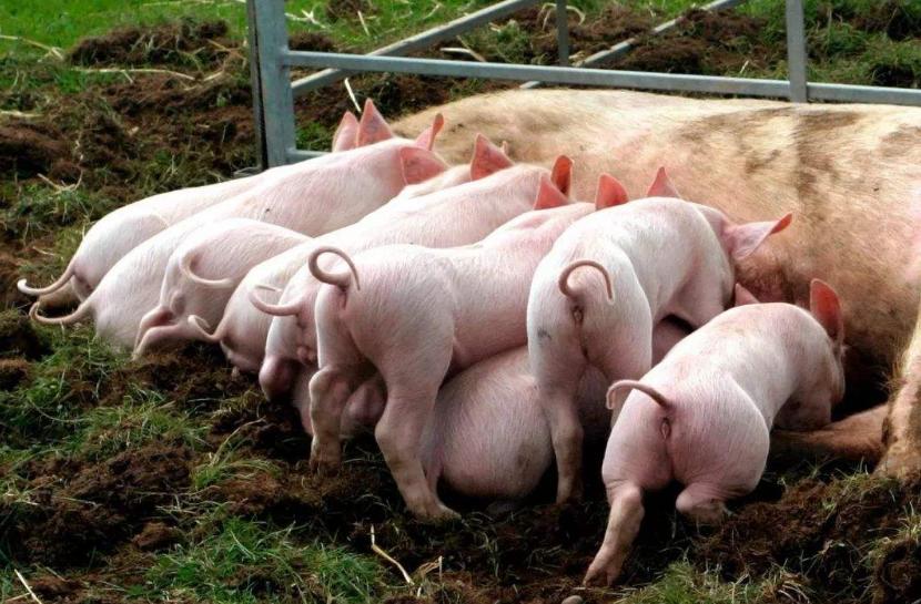 新生猪崽站不稳发抖怎么回事,小猪抽搐站不起来是什么病