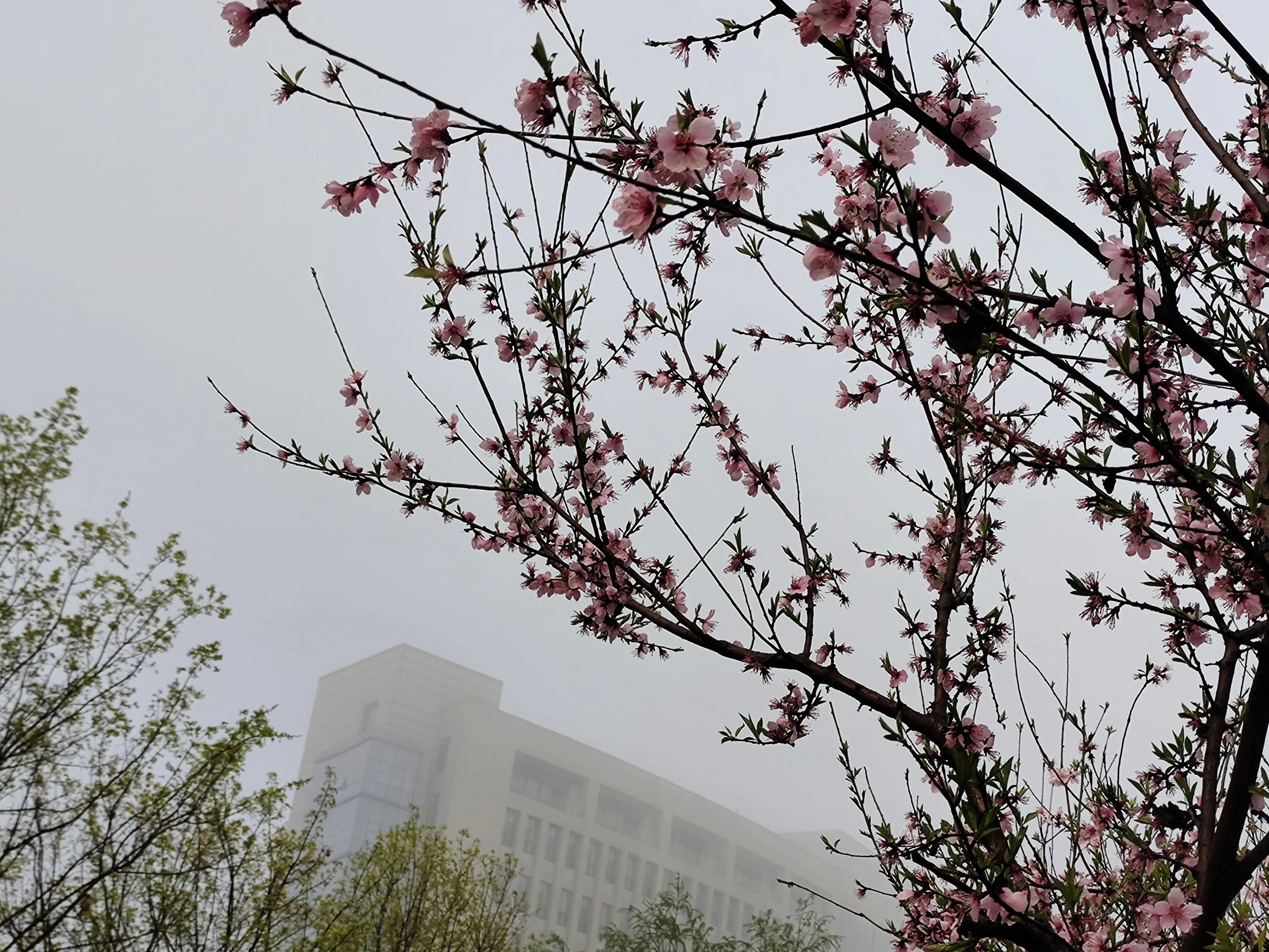 植物标本创意手工作品制作视频,植物标本手工创意