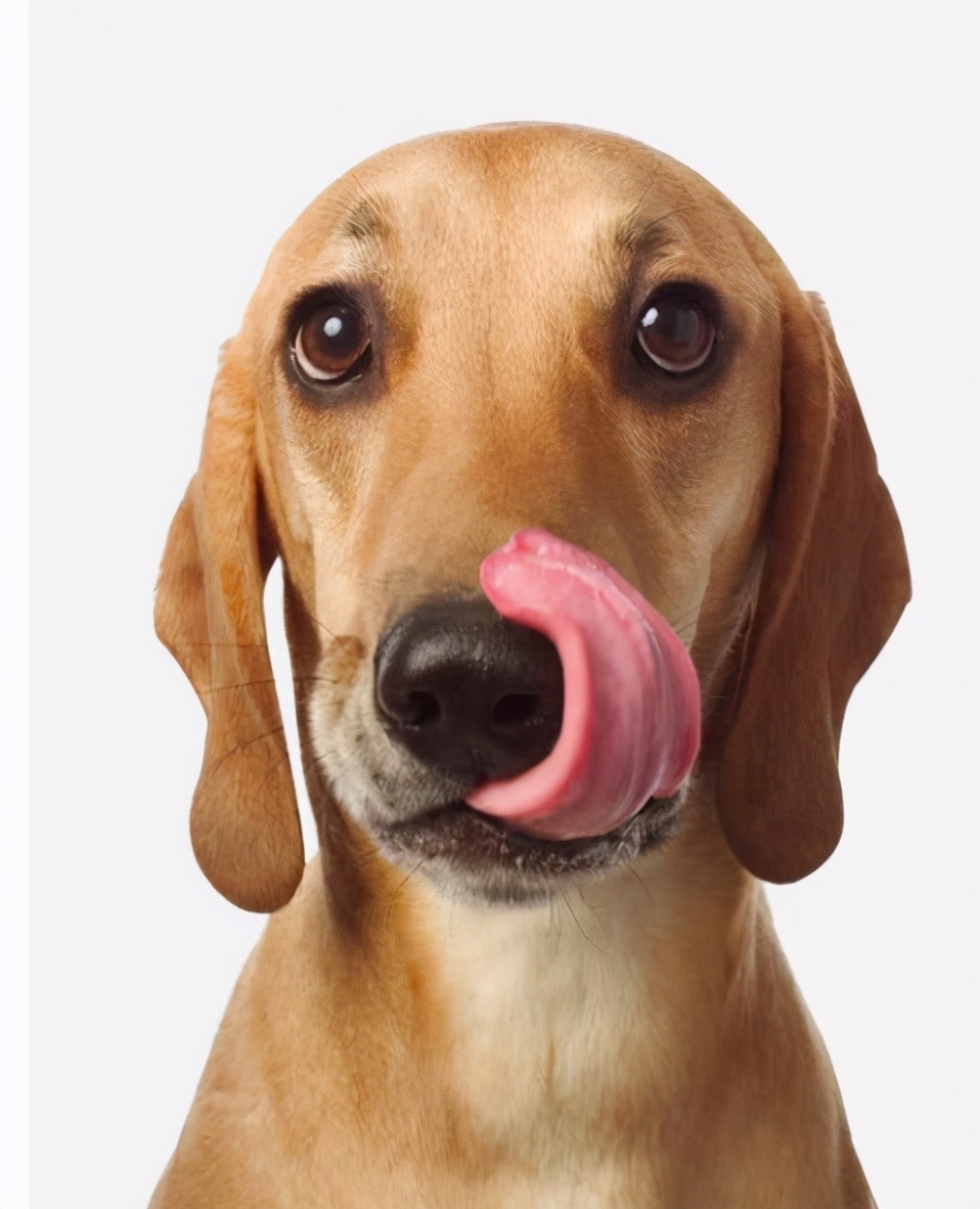 狗狗为什么爱舔人脖子,狗狗为什么爱舔你的手