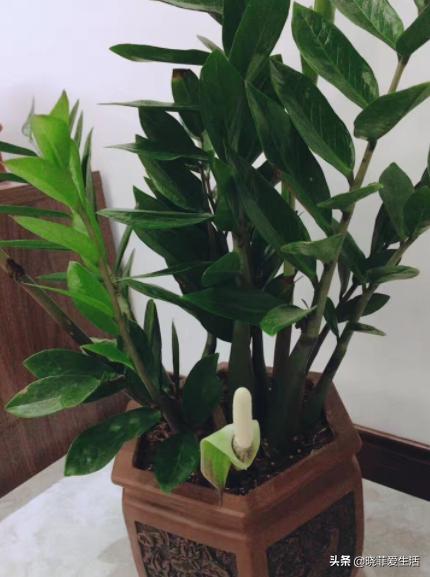 旺财旺家的3种花,5种花寓意好富贵养人