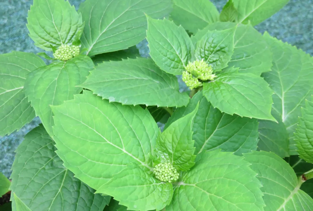 绣球4月中旬如何养护,绣球养护方法和注意事项