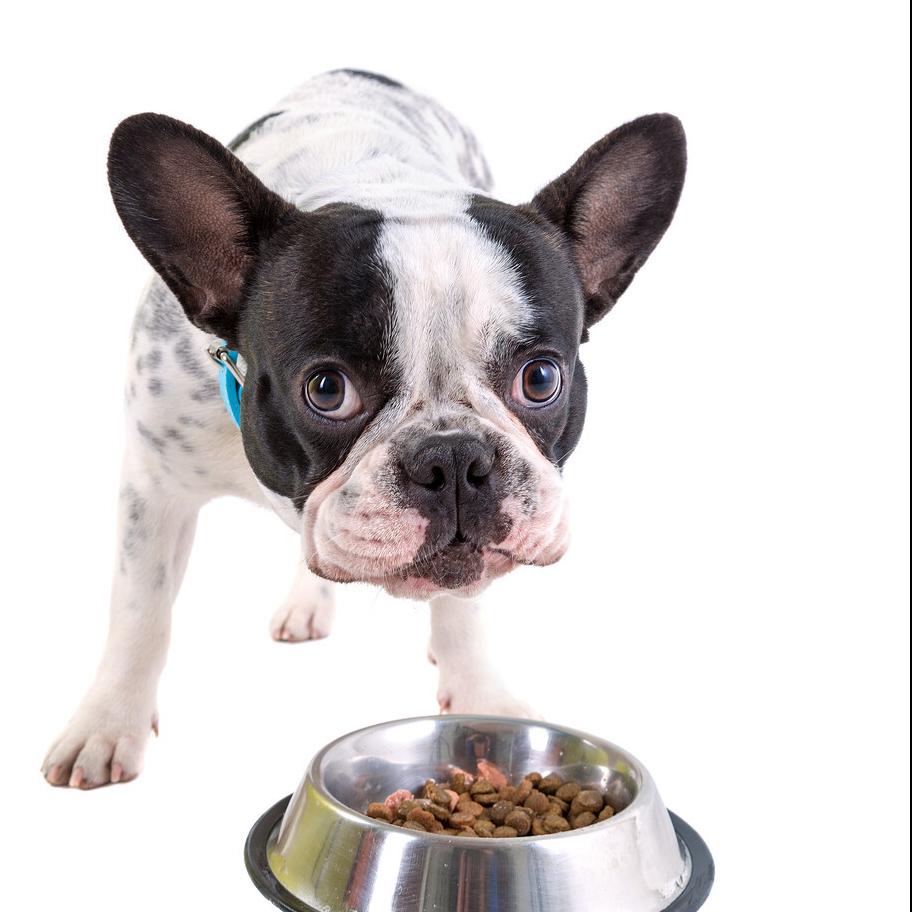 狗粮推荐6款热门狗粮测评,狗粮测评6款热门狗粮怎么选