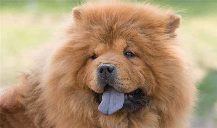 狗狗长小疙瘩,狗狗长皮肤病还会长出新毛吗