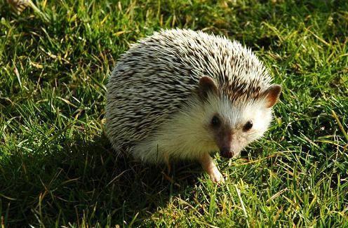 全身长满刺的小刺猬,全身是毛的小刺猬
