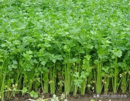 淄博吾悦广场美食,山东淄博美食菜谱