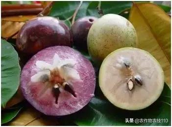 特色种养扶贫致富项目,扶贫养殖致富创业项目