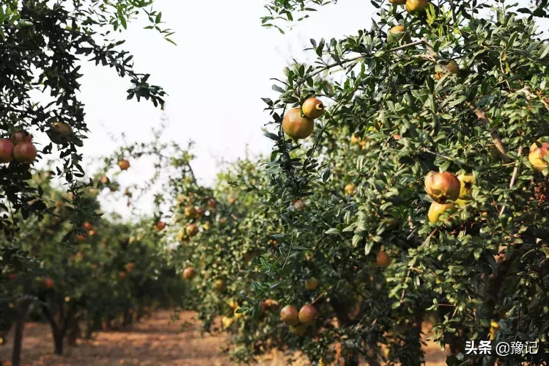 荥阳市软籽石榴基地在哪里,荥阳的软籽石榴基地在什么地方
