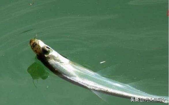 中国顶级鱼类大全你认识多少,十大淡水掠食性鱼类排名