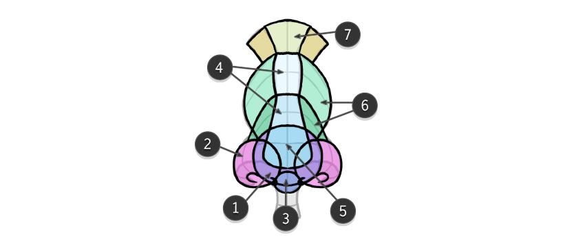 画鼻子怎么画好看,今天来教你怎么画鼻子