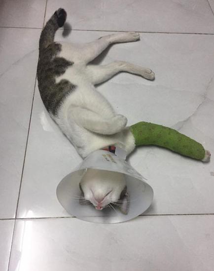 猫咪突然四肢不协调一条腿瘸了,猫咪四肢突然发直然后软