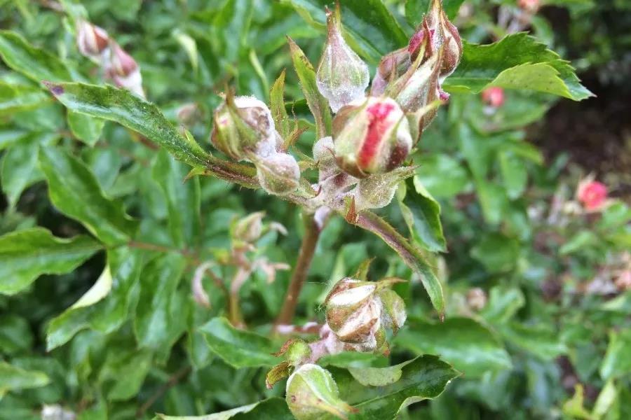 室内养花为什么枯萎,盆栽植物有白粉病怎么办