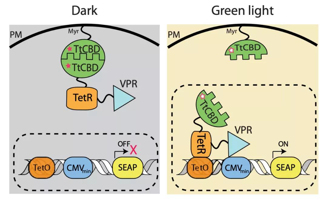 基因开关黑科技？植入体内后再也不怕血糖升高了