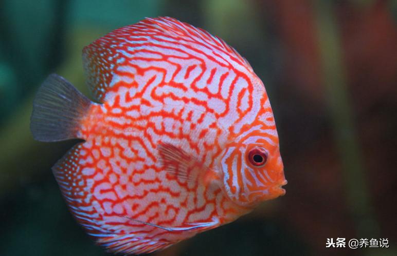 观赏鱼得病了用啥药也没用,观赏鱼生病的原因和解决方法