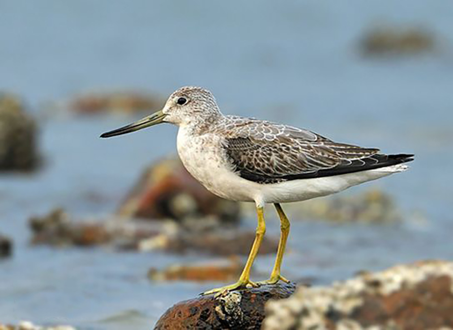 广东常见鸟类图谱图文,广东常见鸟类图谱