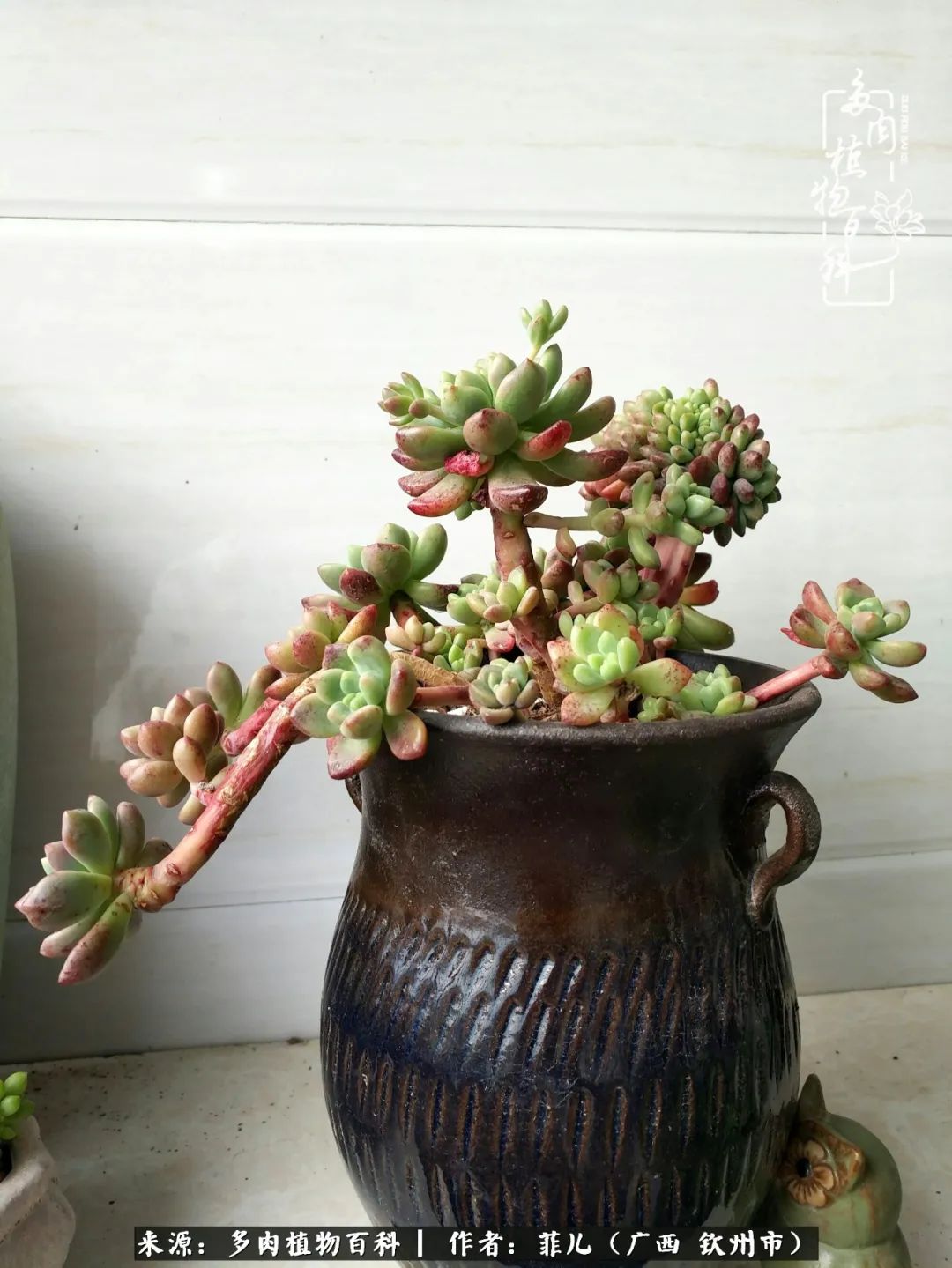 多肉相伴的感悟,与多肉为伴的时光真的很美好