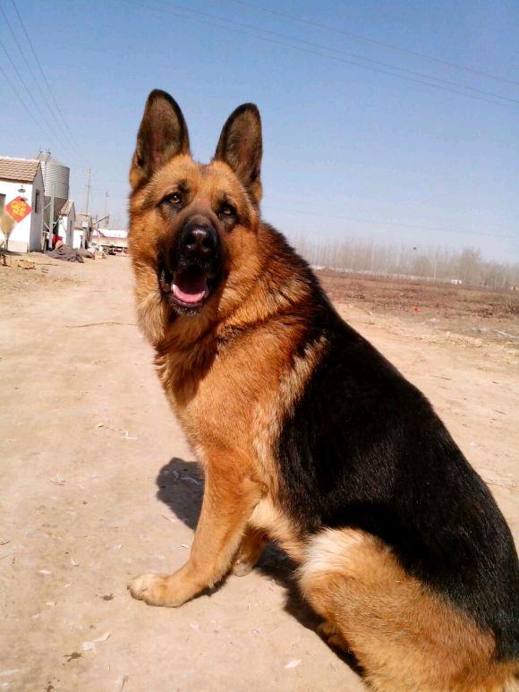 我的发小是狗,我的发小和我的狗打架