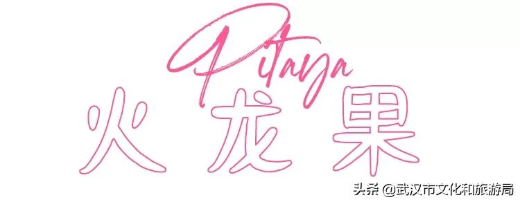 板栗葡萄采摘园,板栗桠葡萄采摘园