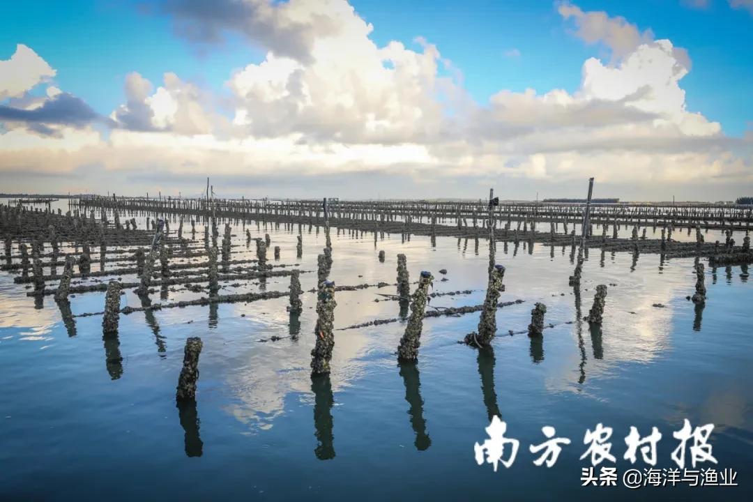 生蚝除了吃，还能干什么？湛江90后养蚝人玩转蚝产业链