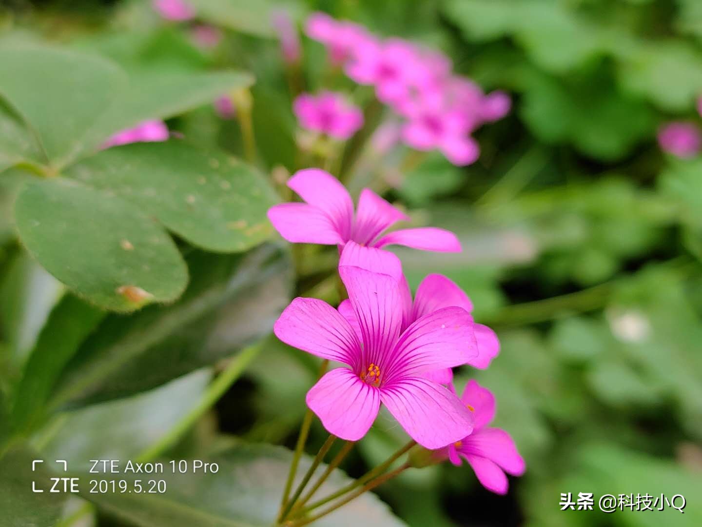 中兴天机axon10pro深度评测,中兴天机axon40pro测评