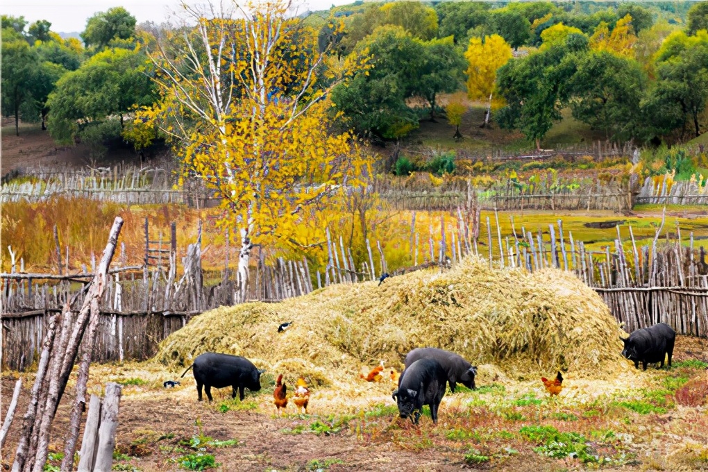 猪舍消毒什么方式最好,猪舍怎么建好用