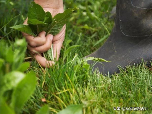 乡村庭院花园,如何打造田园风格的小庭院