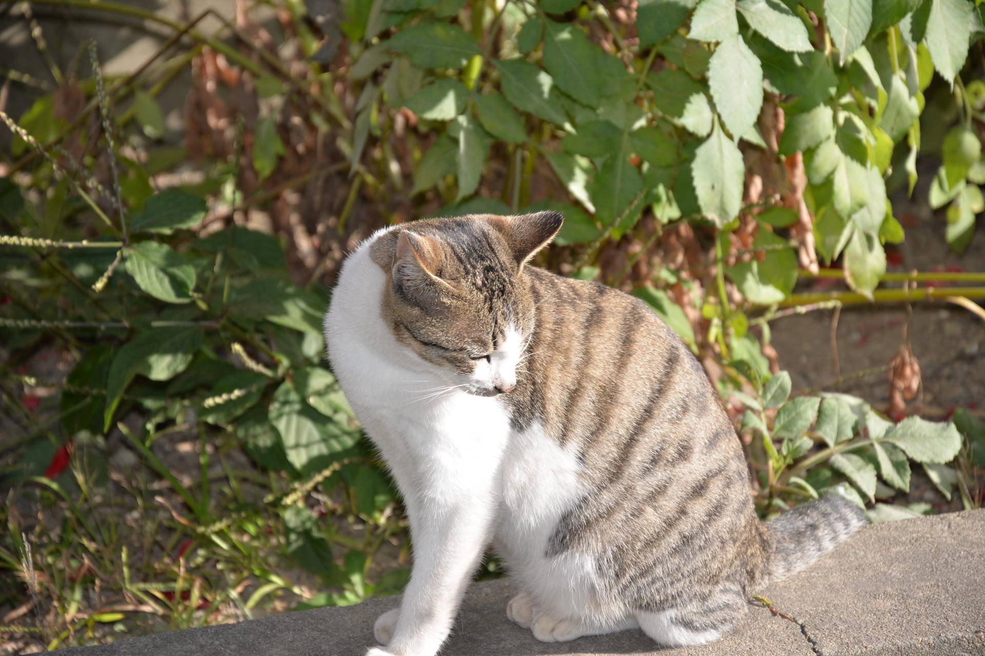 尼康d610值得入手吗,尼康d610好还是d600好