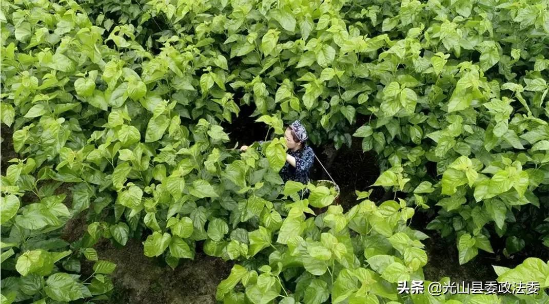 蚕丝被盖了几年烂了,蚕丝被被曝光了