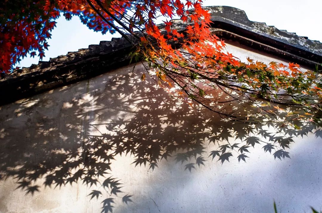 一入秋苏州成姑苏,秋色一入秋苏州就成了姑苏