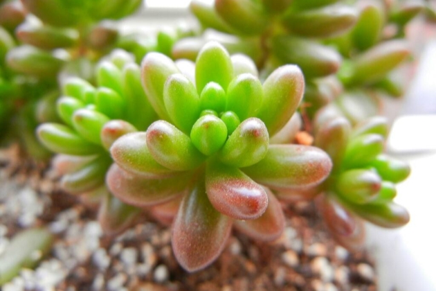 虹之玉叶子有白毛慢慢干枯咋回事,虹之玉叶子扁了怎么办