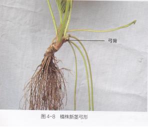 什么品种的草莓产量多又好吃又甜,什么草莓品种丰产又好吃