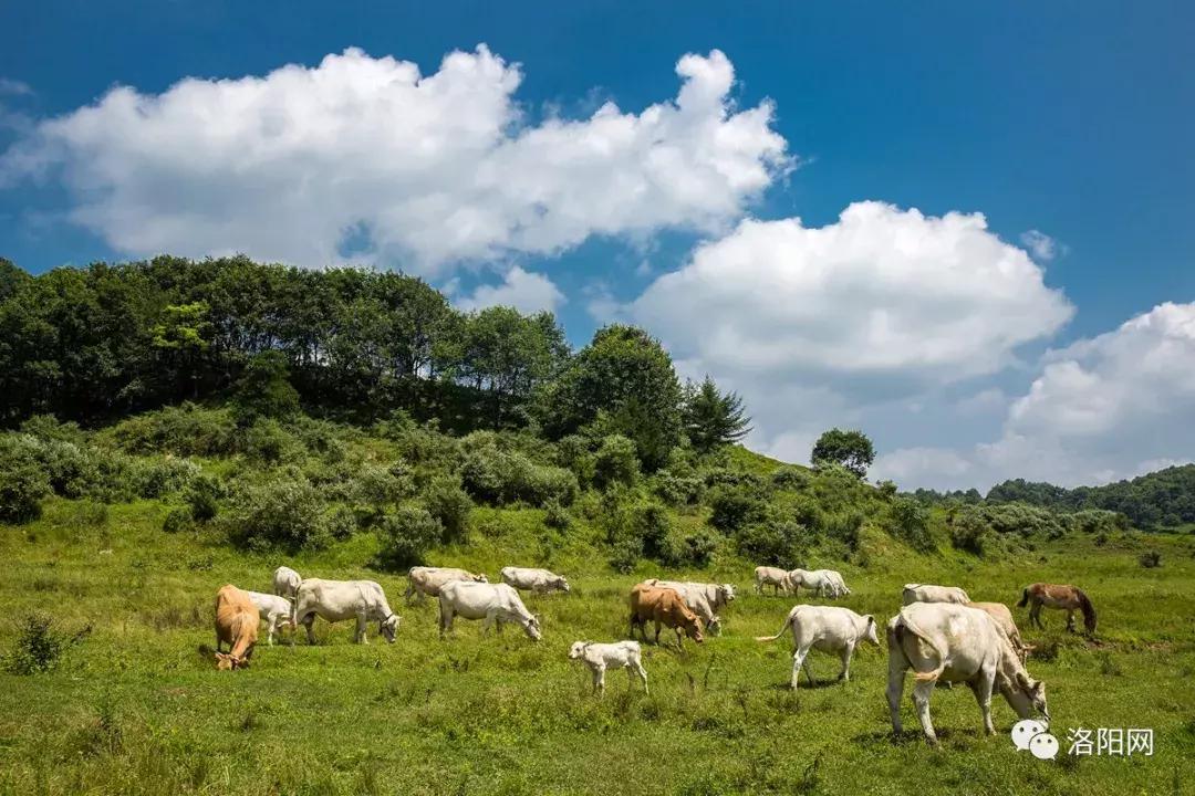 洛阳向全球推介,洛阳向世界发出邀请