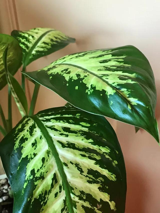 什么肥料能促进叶子生长,叶子施肥的方法