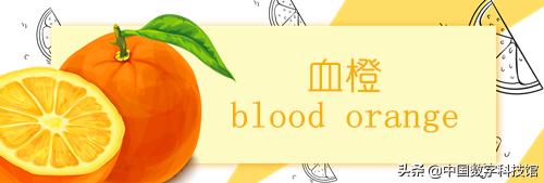 褚橙是什么品种的橙子,褚橙和褚橙橙汁是一个东西吗