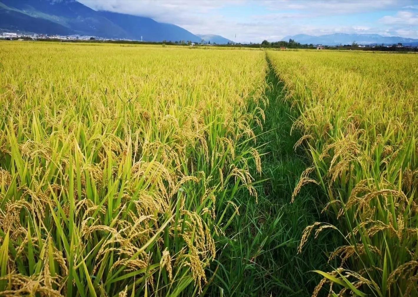 致敬国家科技进步一等奖作文,一等奖全国作文江苏