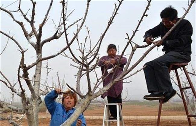 果树怎么修剪正确,果树戴帽修剪和不戴帽修剪