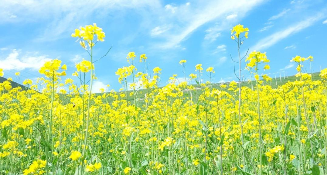 青春期孩子心理问题怎么疏导书籍,心理专家解读青春期孩子的内心