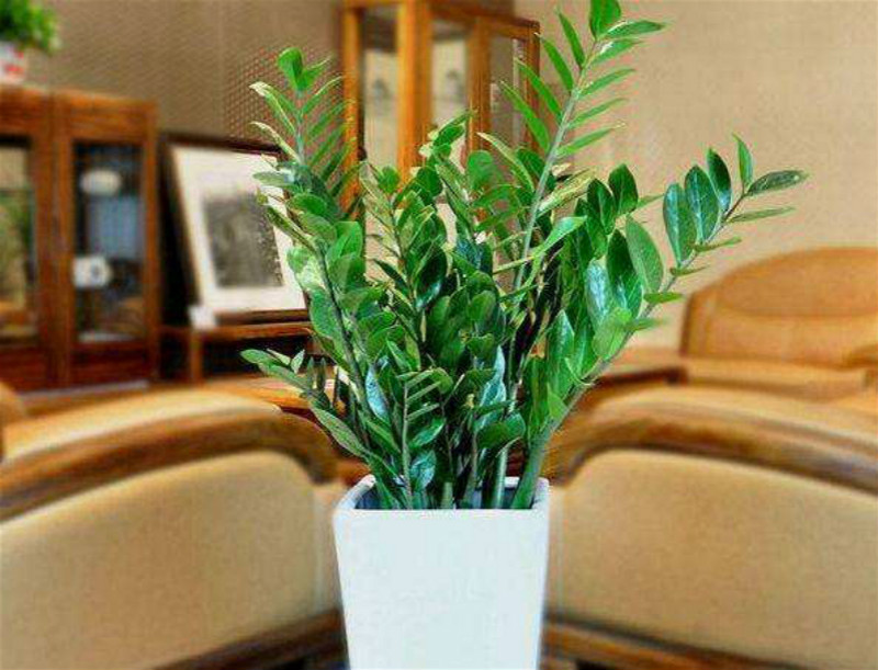 最好养的花冻不死,这6种花赶紧养天热就能观赏