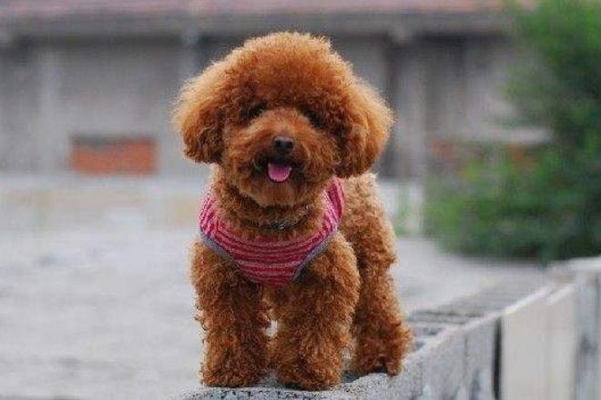 新手养泰迪是养公的还是母的好,养泰迪到底是养公的好还是母的好