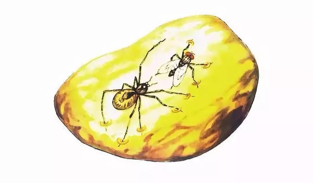 琥珀的形成过程简单介绍,原来琥珀是这么来的