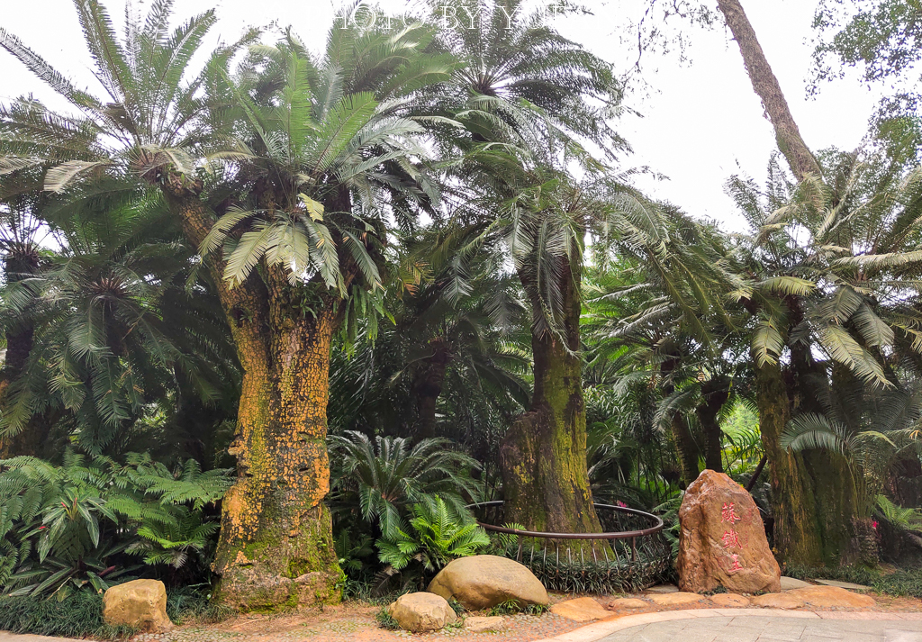 铁树开花一柱擎天的奇景图片,千年铁树开花真的这么罕见