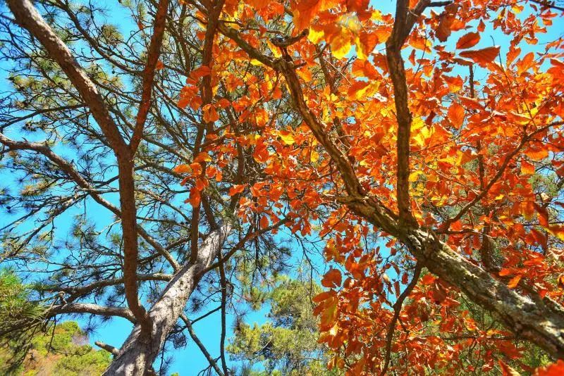 延安黄陵：醉美金秋仙遇黄陵