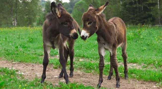 现在养驴利润有多大,养驴挣钱为什么养的人少