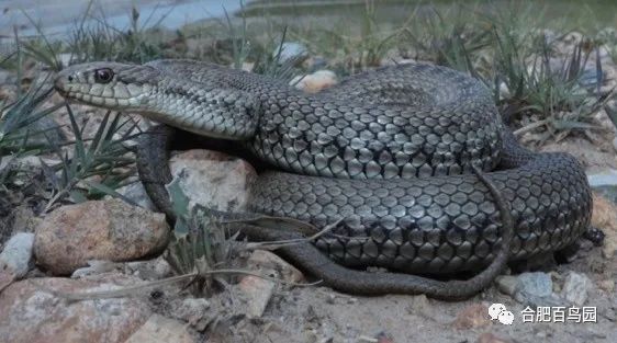 蛇如何升级为龙,可以升级的蛇