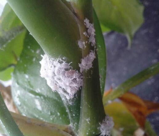 绿萝招小飞虫怎么办？教你“3法”，喷洒一点它，有效预防小飞虫