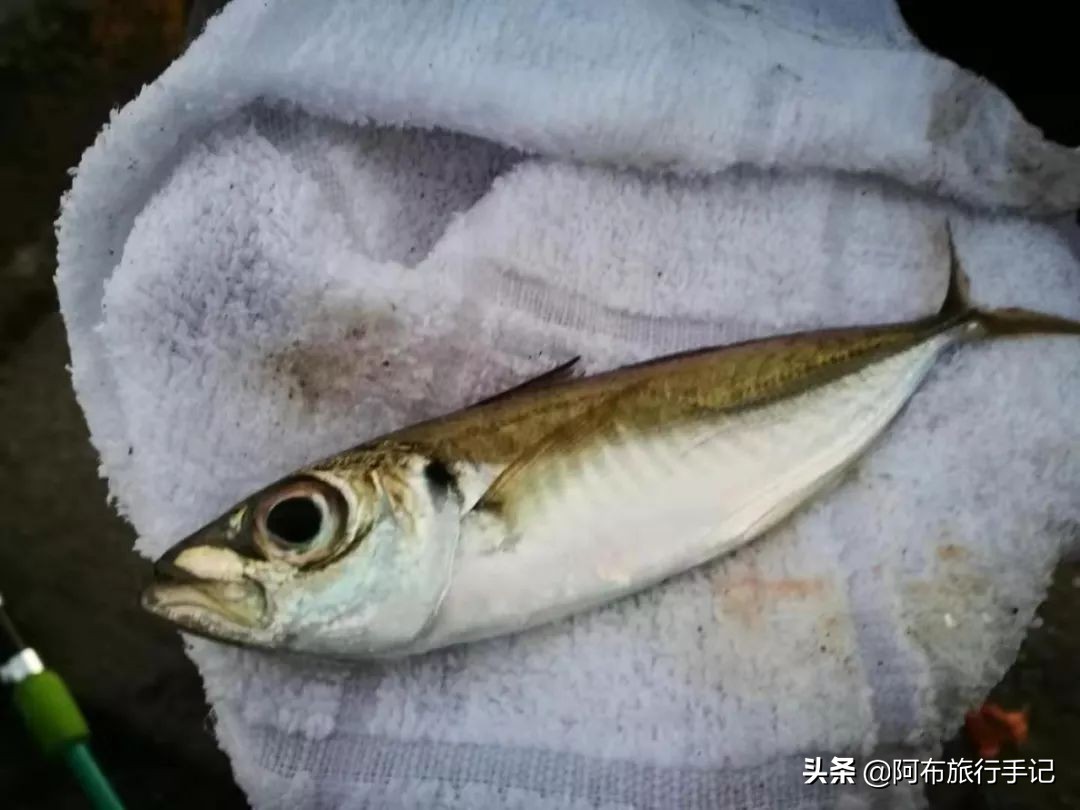 游钓鸣门海峡和濑户内海，天气不好，就算千年日本皇室渔场也不行