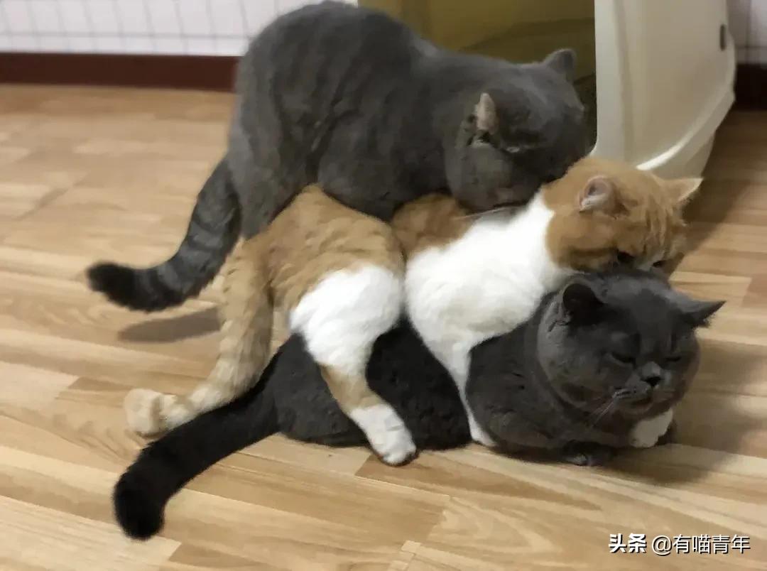 英国短蓝猫好养吗,千万别养蓝猫