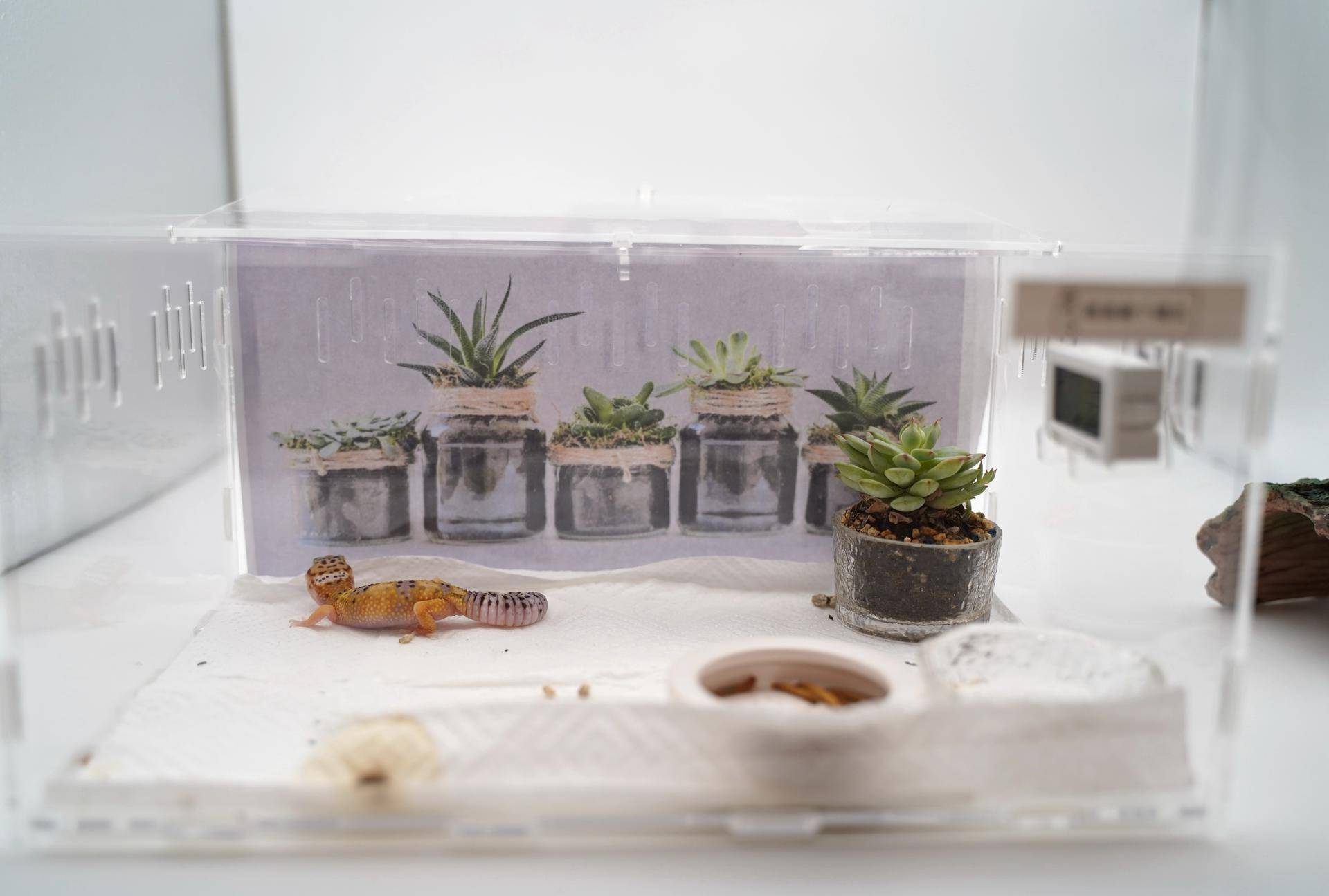 新手如何饲养一只豹纹守宫知乎,如何养好一只豹纹守宫